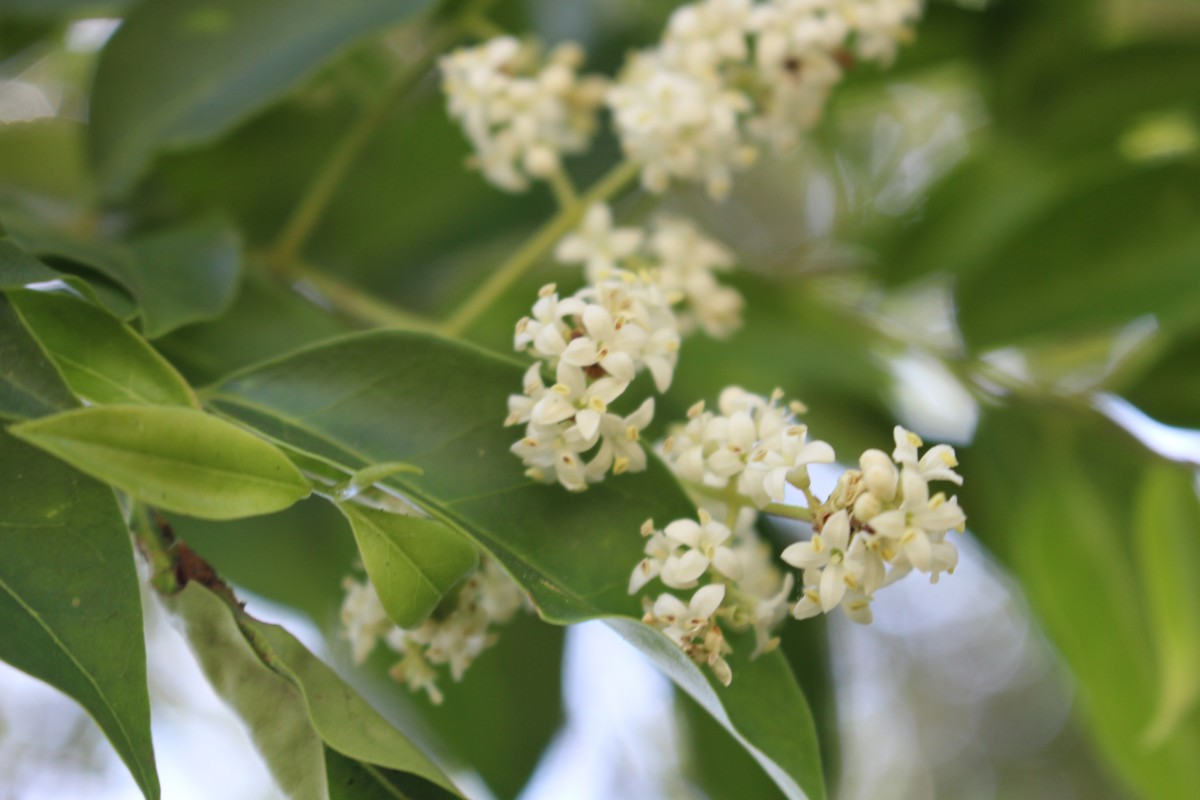 Ligustrum